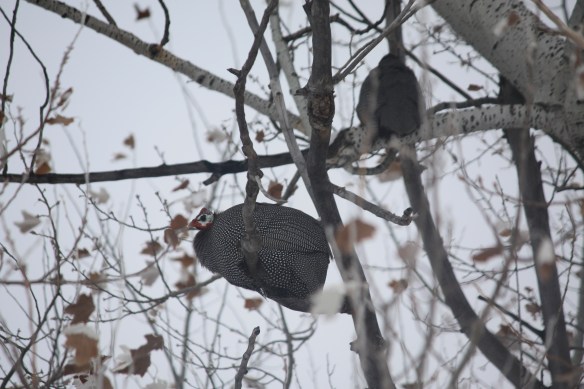 poor cold guineas high in a tree . . . .