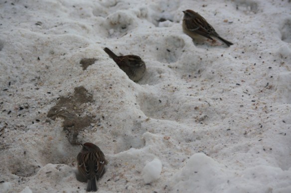 resting in snow caves . . . .