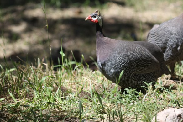 glorious guineas . . . .