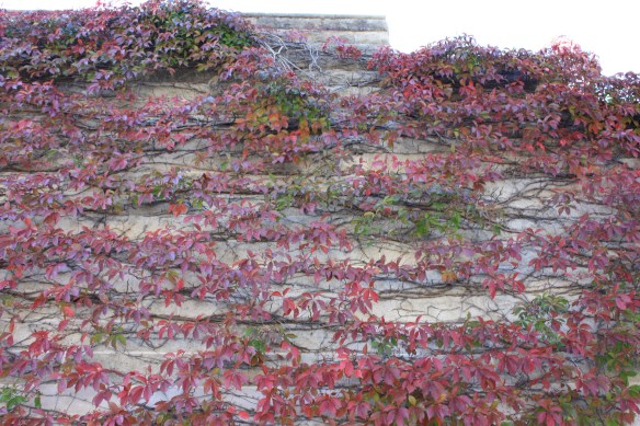 crimson climbers . . . .