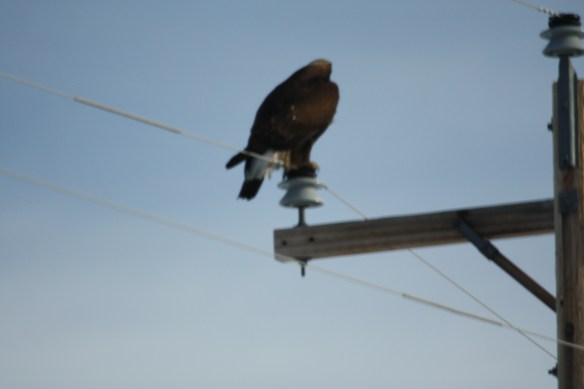 A juvenile bald eagle? . . . .
