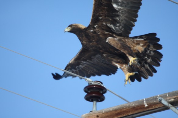 "Too close for comfort!" . . . .