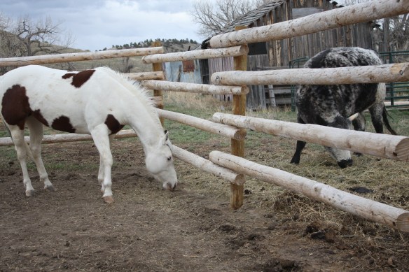 "Maybe I'll have a little taste of Feed Lot's hay" . . . .