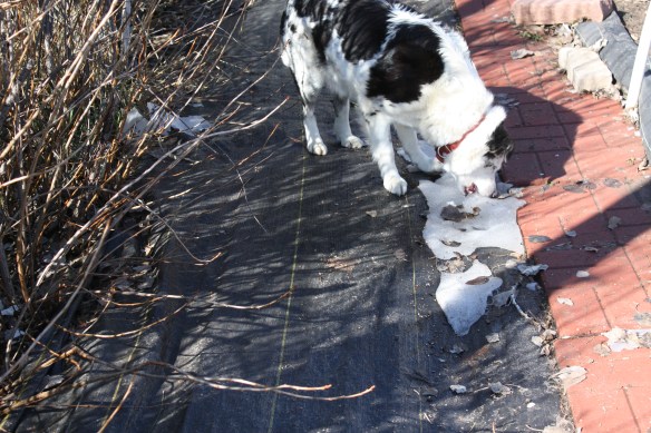 The last snow bank . . . . 