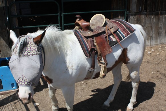 "Is this any way to treat a horse?" . . . . 