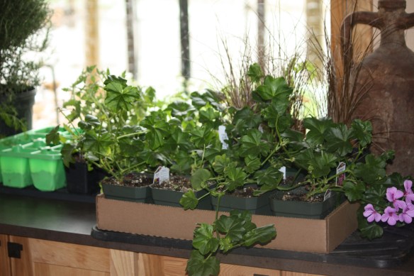 The in-house greenhouse . . . .