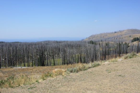 Miles of dead trees waiting . . . .