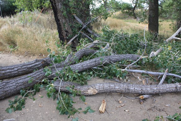 looks like a few twigs fell . . . .