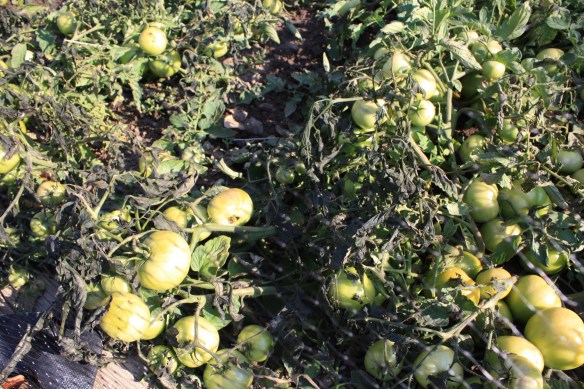 fried green tomatoes? . . . .