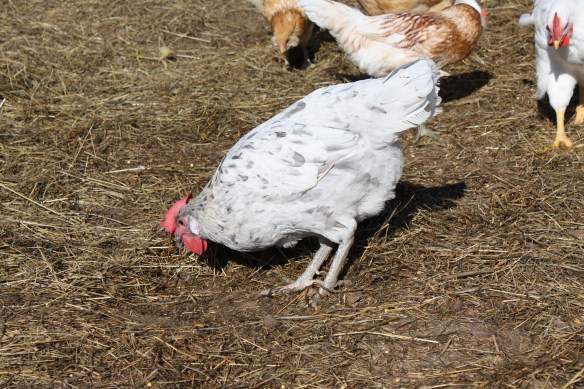 A surprise awaits in the chicken yard . . . .