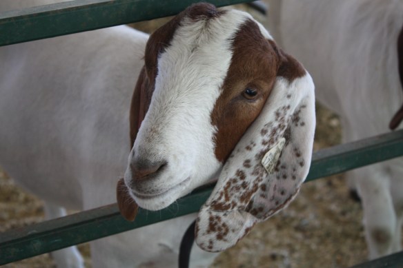 "Want to scratch my ears?" . . . .