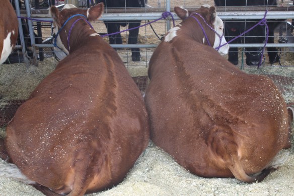 Herefords have more fun! . . . .