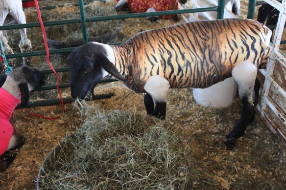 "So, I got stripes!" . . . .