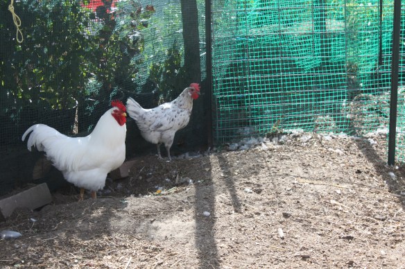 Chicken idyll . . . .
