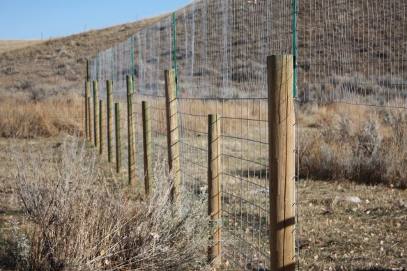 Deer proof . . . .