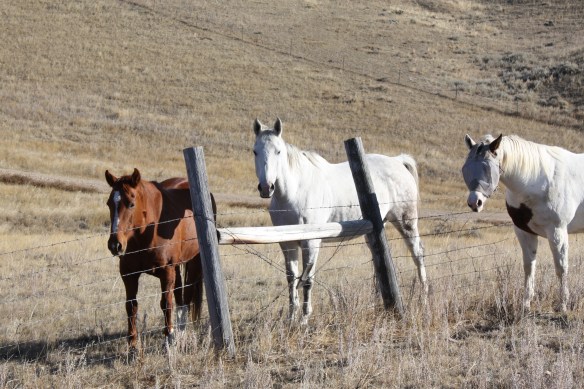 horse social . . . .