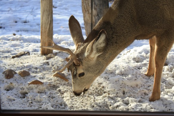 a unihorn deer . . . .