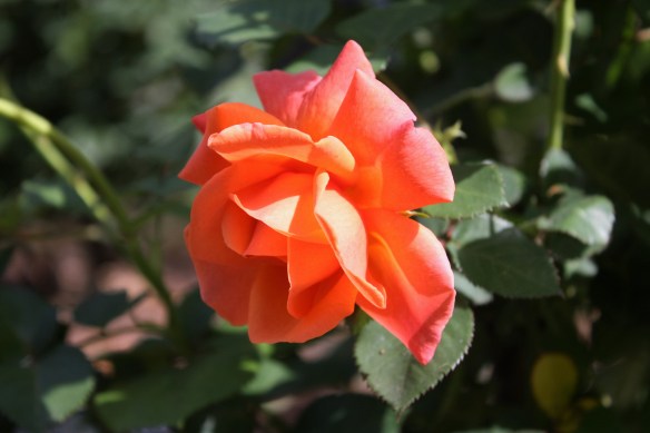 IMG_6890.JPG