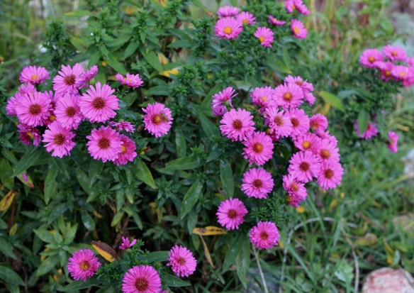 IMG_7730.JPG