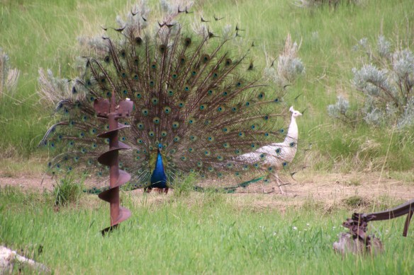 IMG_1067