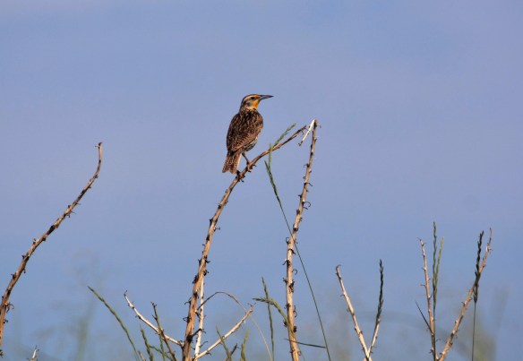 IMG_5971.JPG